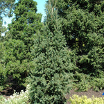Norway Spruce Pot Grown Christmas Tree Tall outdoor Norway Spruce tree with dense green foliage and a conical shape, growing among other evergreens in a landscaped garden. 5