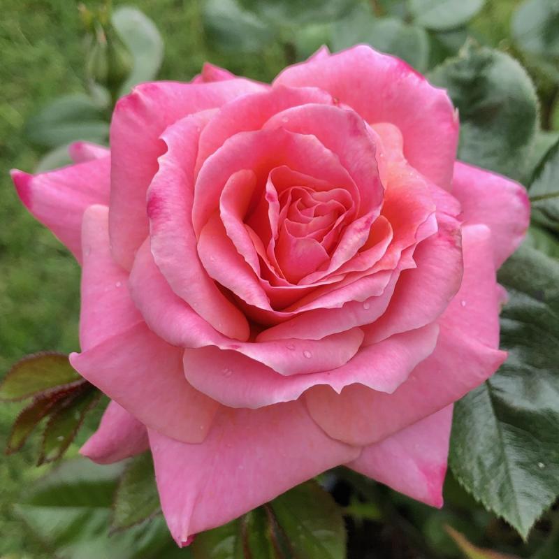 Best Friend Forever Rose Bush Gift Wrapped Best Friend Forever Rose Bush Gift Wrapped image3 3