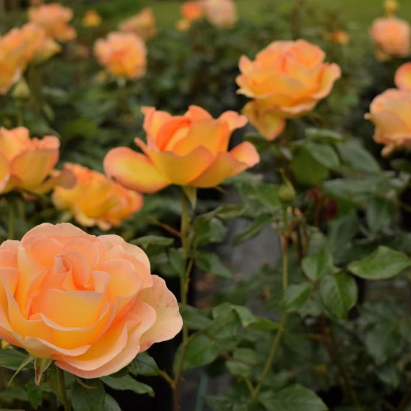 Apricot Rose Bush nyo-sunburst_2.jpg_800x800_c_Center 2