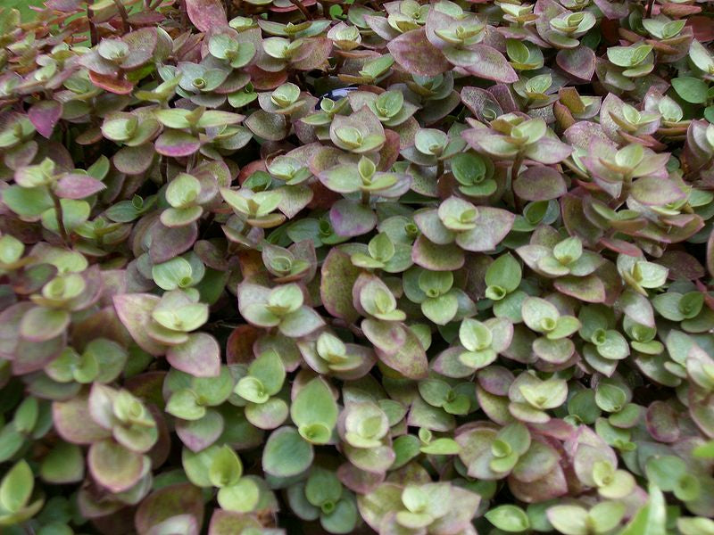 Callisia Repens Turtle Vine Plant obrazek-text-8945-max-max 2
