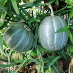 Melon Ogen Plant  3