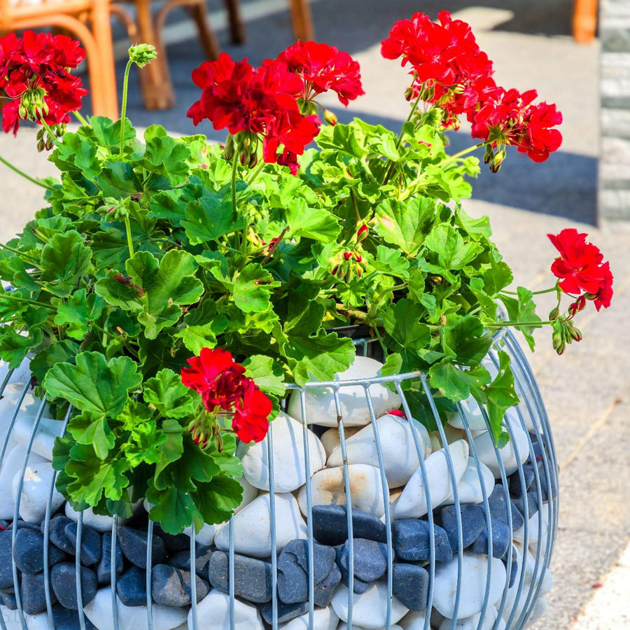 Elgarden Plant Pot  8
