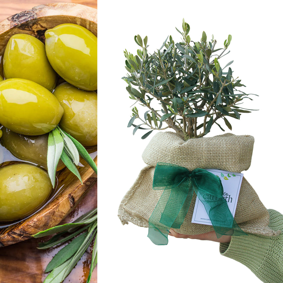 Olive Tree with Hessian Gift Wrap Olive Tree with Hessian Gift Wrap image1 1