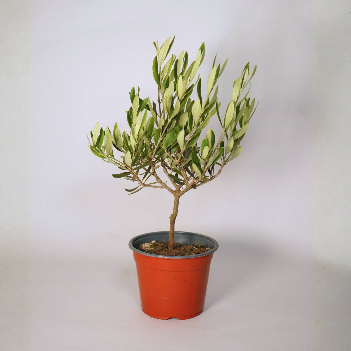 Tree on Stem