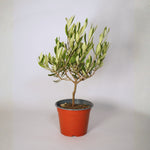 Olive Tree on Stem  1