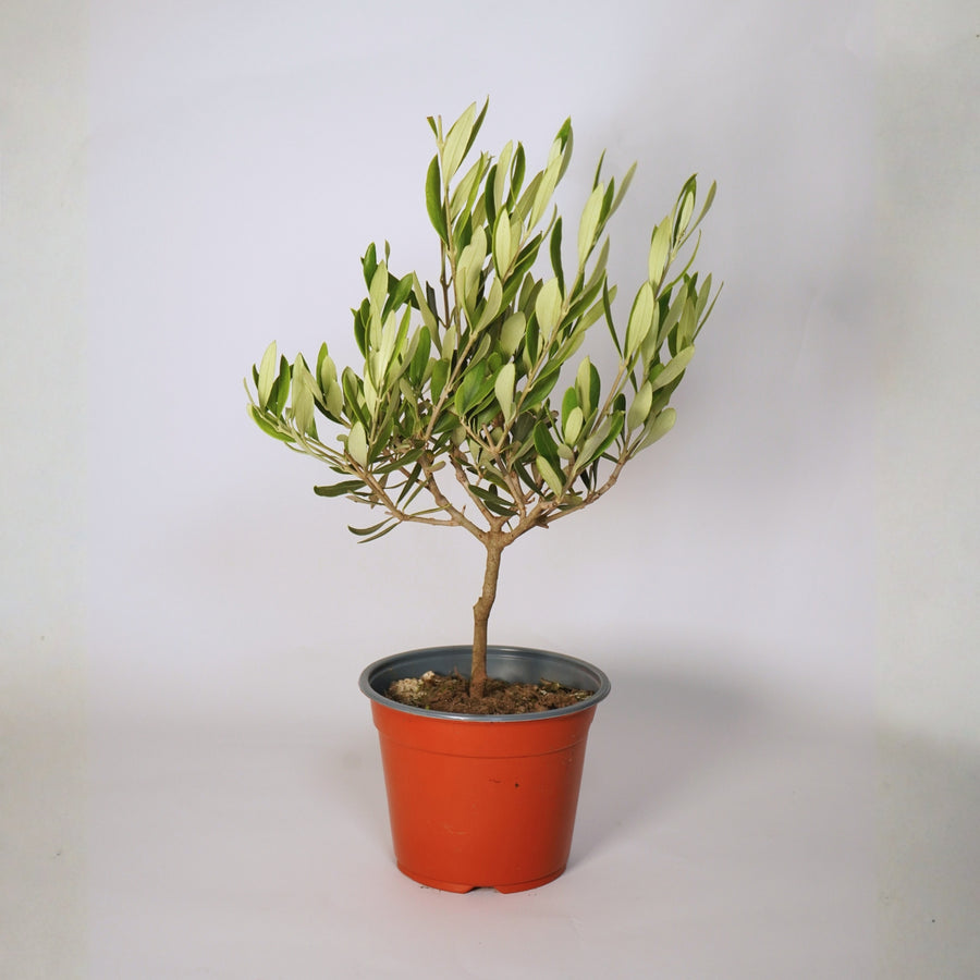 Olive Tree on Stem  1