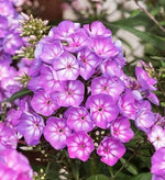Phlox  1