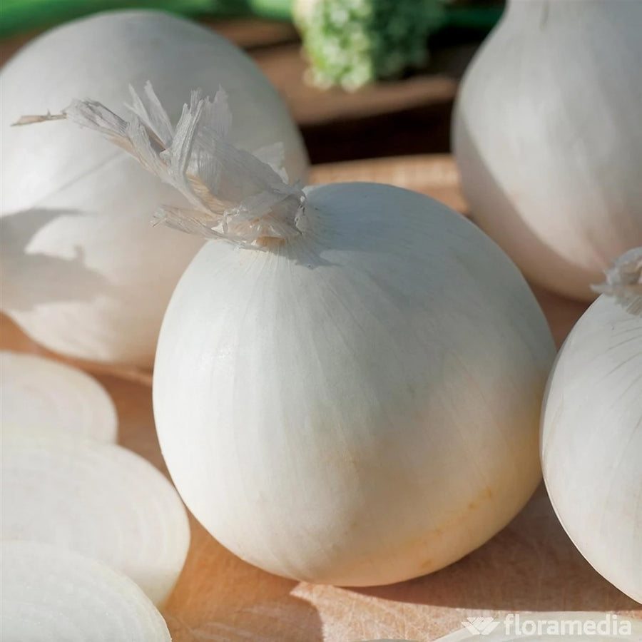 White Onion Sets Snowball  3