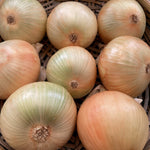 Onion Toughball  2