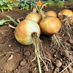 Onion Ailsa Craig  2