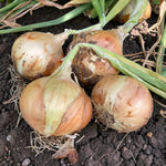 Onion Toughball  3