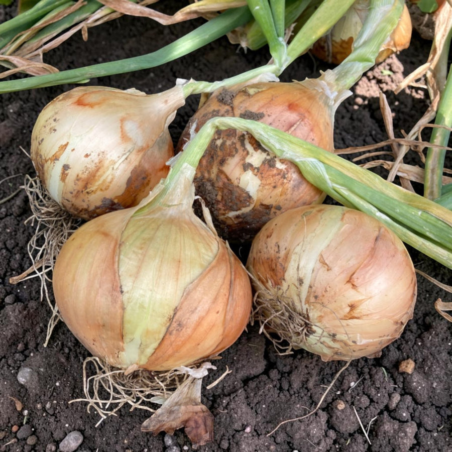 Onion Toughball  3