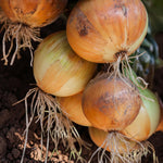 Onion Toughball  1