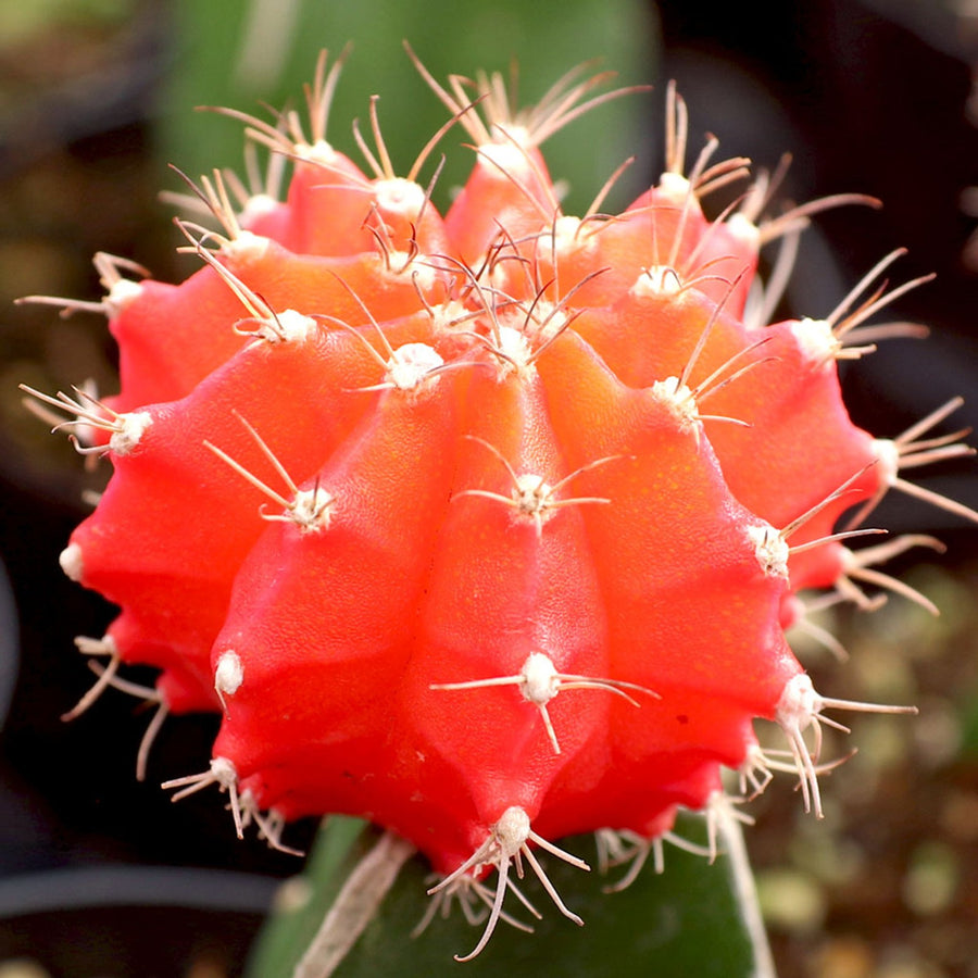 Gymnocalycium Mihanovichii Moon Cactus in 10.5cm Pot Gymnocalycium Mihanovichii Moon Cactus in 10.5cm Pot image4 4