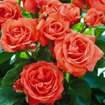 Orange Sensation Bare Root Rose  2