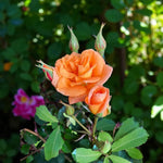 Orange Sensation Bare Root Rose  3