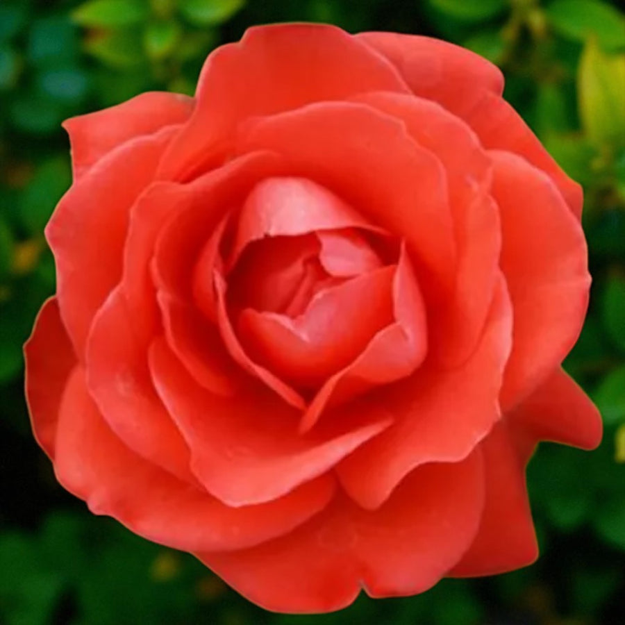 Orange Sensation Bare Root Rose  1