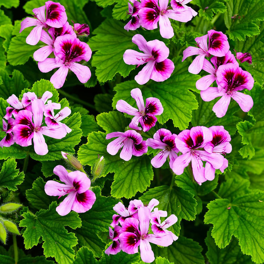 Orange Fizz Scented Geranium Orange Fizz Scented Geranium image4 4