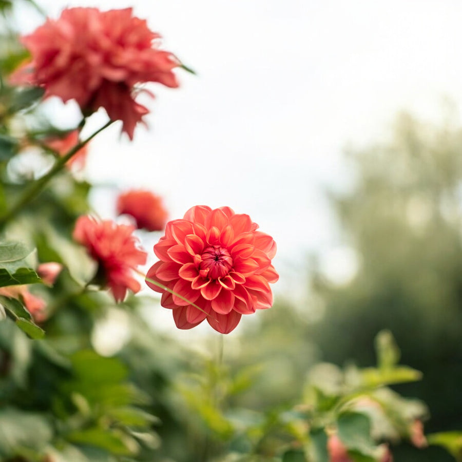 Dahlia Orange Nugget Bulbs  2