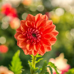 Dahlia Orange Nugget Bulbs  1
