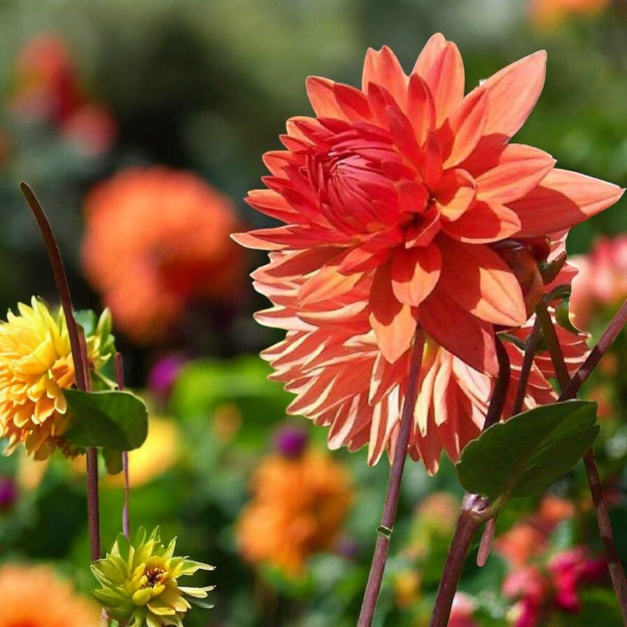 Dahlia Orange Nugget Bulbs  3