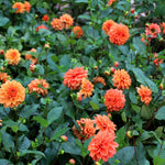 Dahlia Orange Nugget Bulbs  4