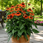 Echinacea Orange Passion Bare Root  2