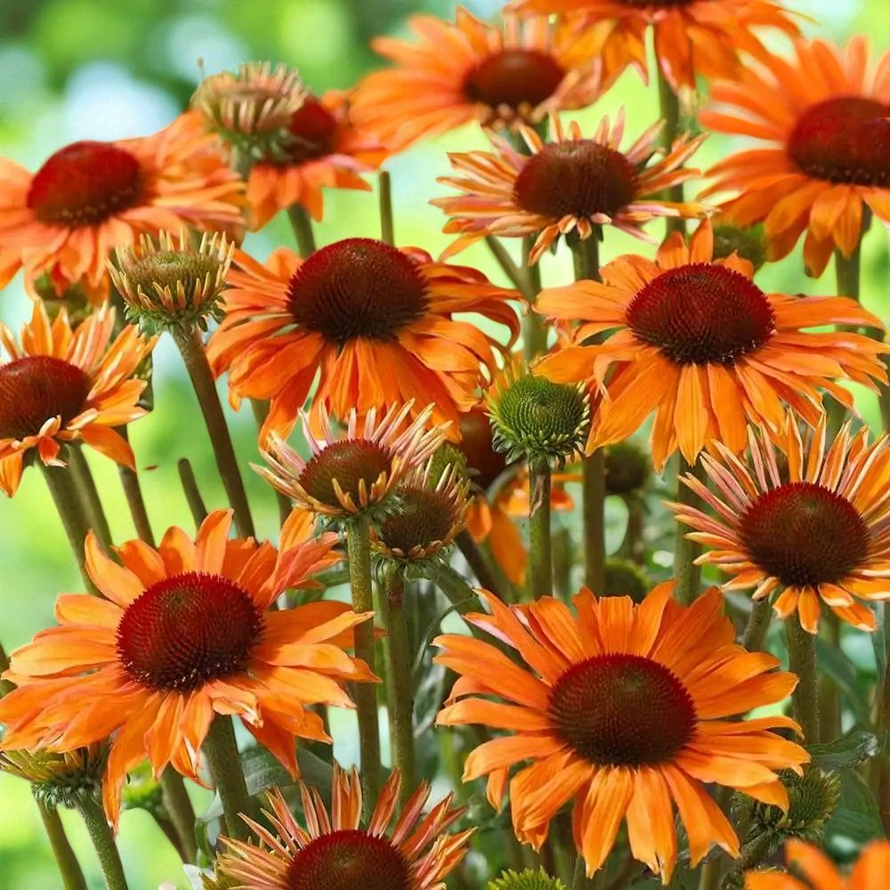 Echinacea Orange Passion Bare Root  3