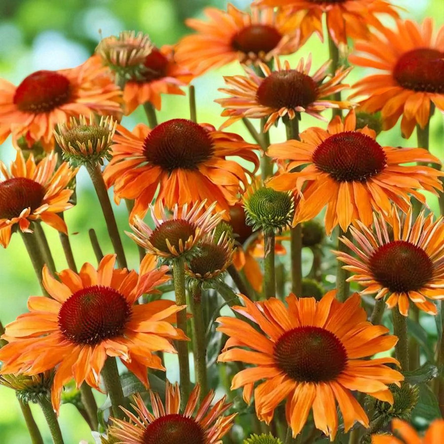Echinacea Orange Passion Bare Root  3