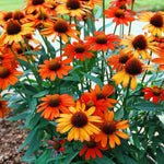 Echinacea Orange Passion Bare Root  1
