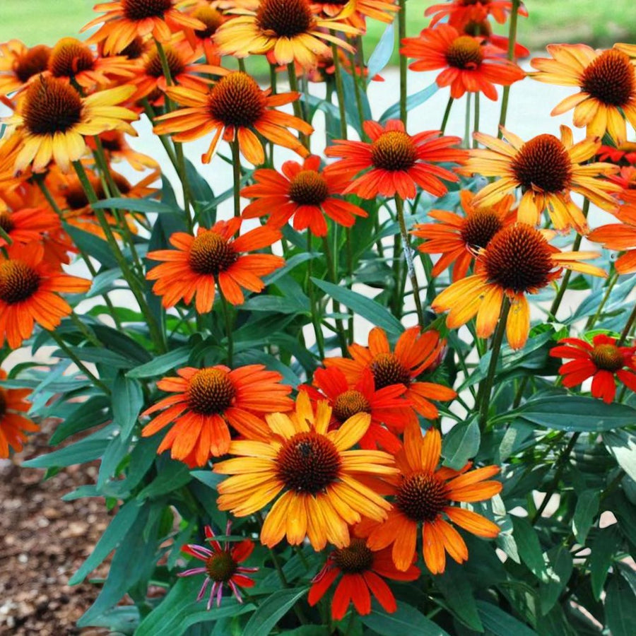 Rudbeckia, Echinacea & Helenium Bare Root Mix  3