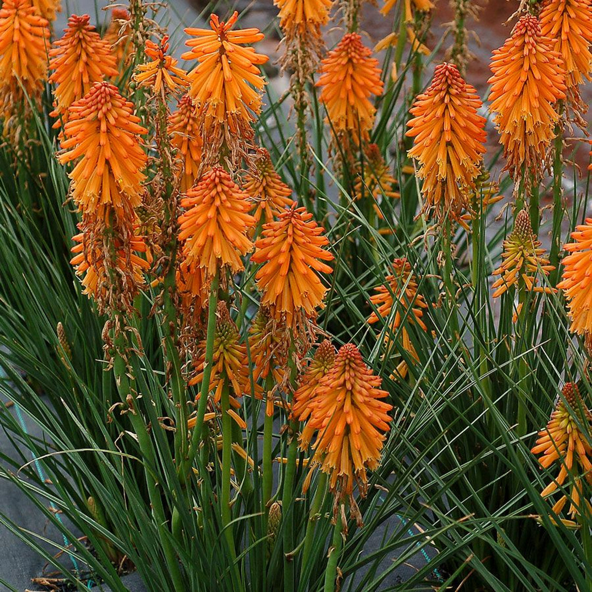 Kniphofia Orange Popsicle orangepop 4