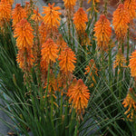 Kniphofia Orange Popsicle orangepop 4