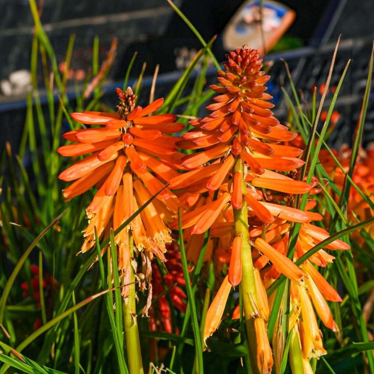Kniphofia Orange Popsicle orangepop1 2