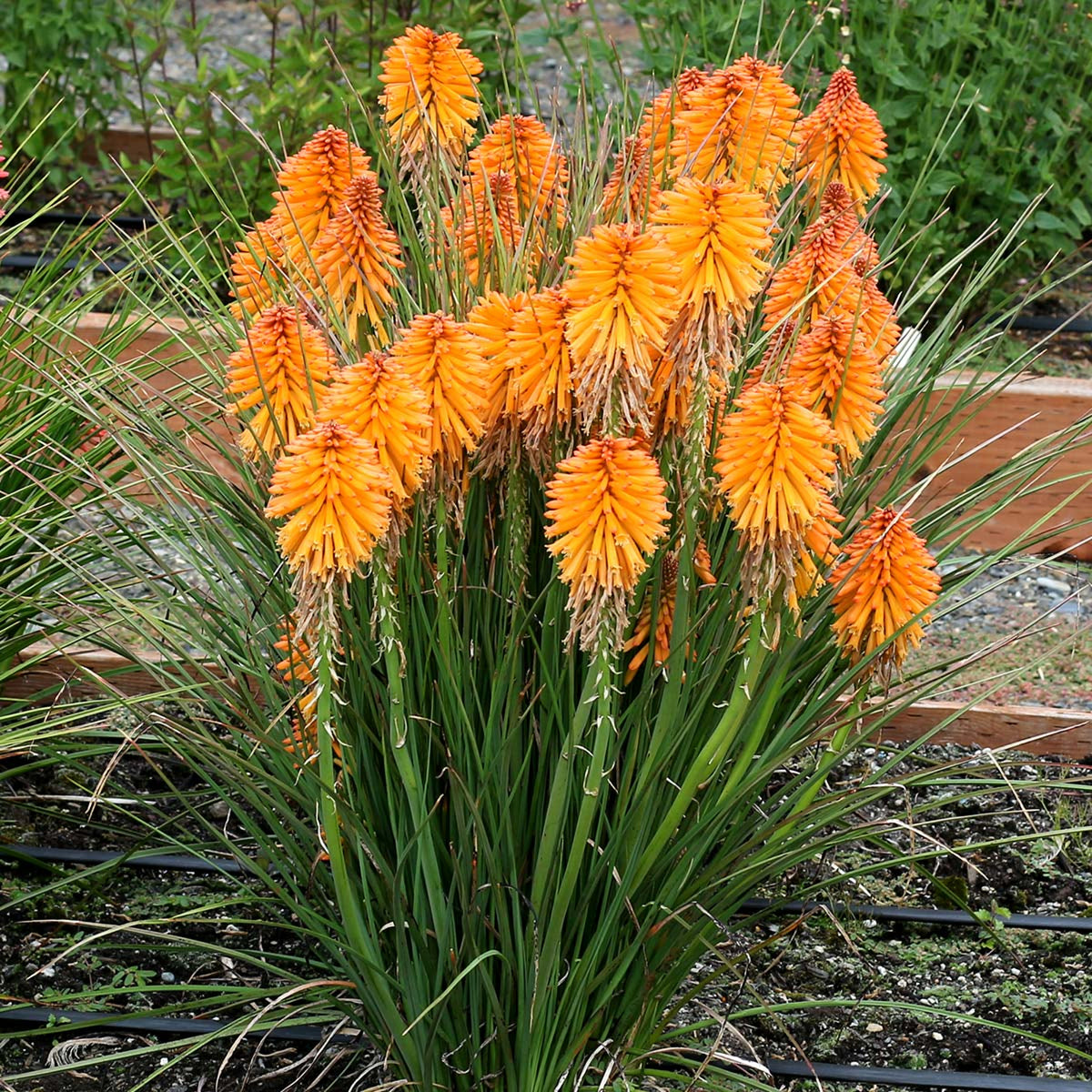 Kniphofia Orange Popsicle orangepop2 1
