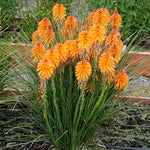 Kniphofia Orange Popsicle orangepop2 1