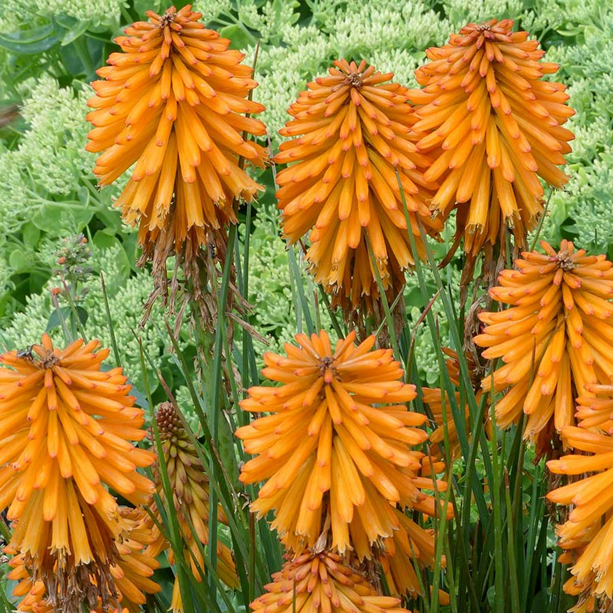 Kniphofia Orange Popsicle orangepop3 3