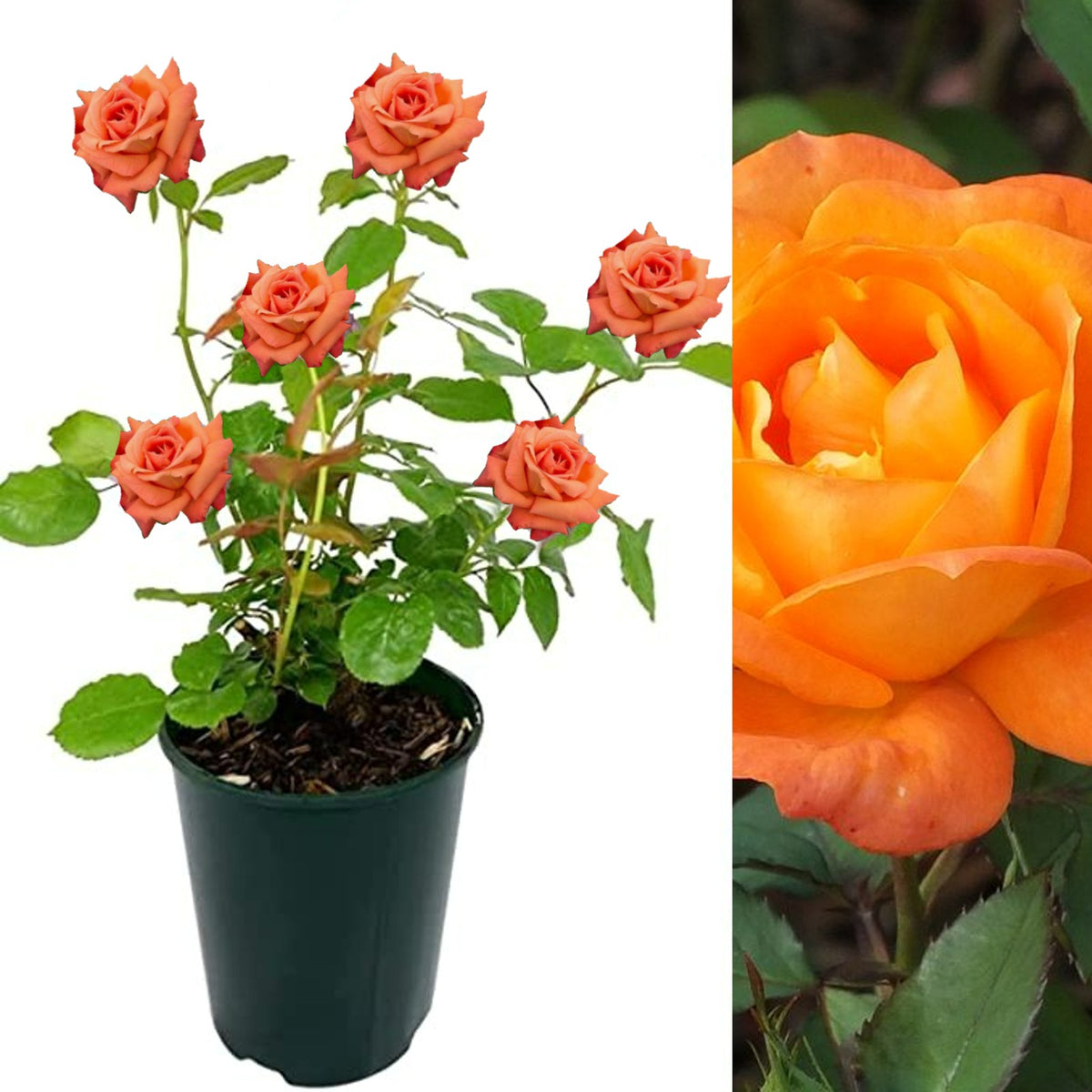 Orange Rose Bush - Orange Sunblaze