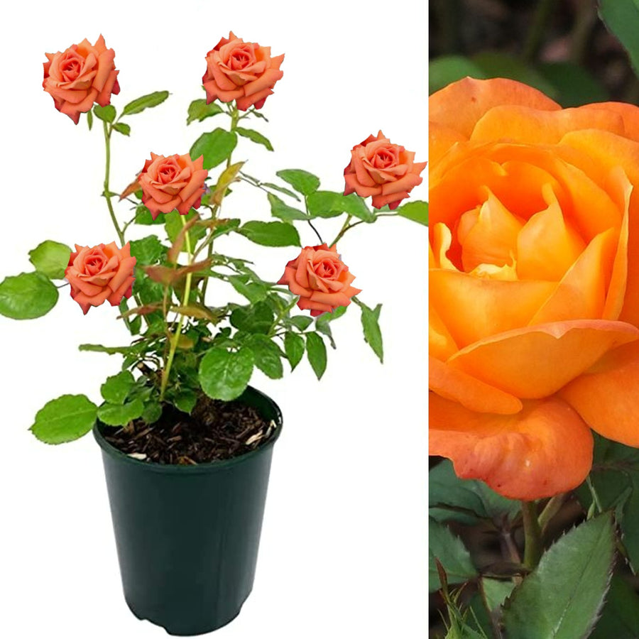 Orange Rose Bush - Orange Sunblaze orangesunblaze 2