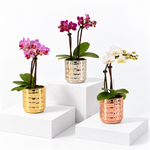 Phalaenopsis 'Tiny Dolls' Orchid in Decorative Pot  1