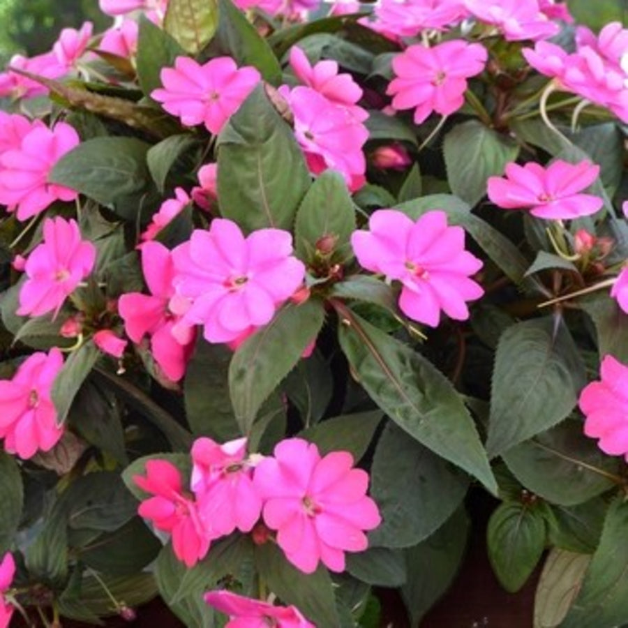 Impatiens Orchid Flame New Guinea Bedding Plants Cluster of orchid flame pink impatiens new guinea flowers against green foliage.  2