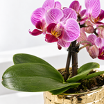 Phalaenopsis 'Tiny Dolls' Orchid in Decorative Pot  3