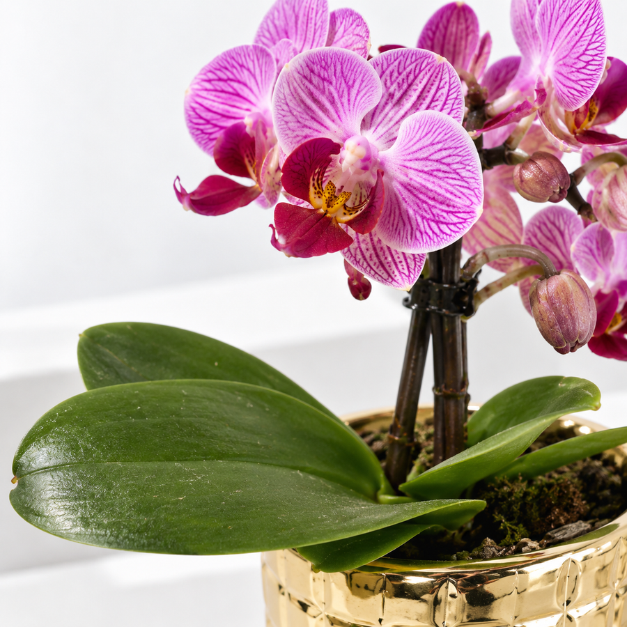 Phalaenopsis 'Tiny Dolls' Orchid in Decorative Pot  3