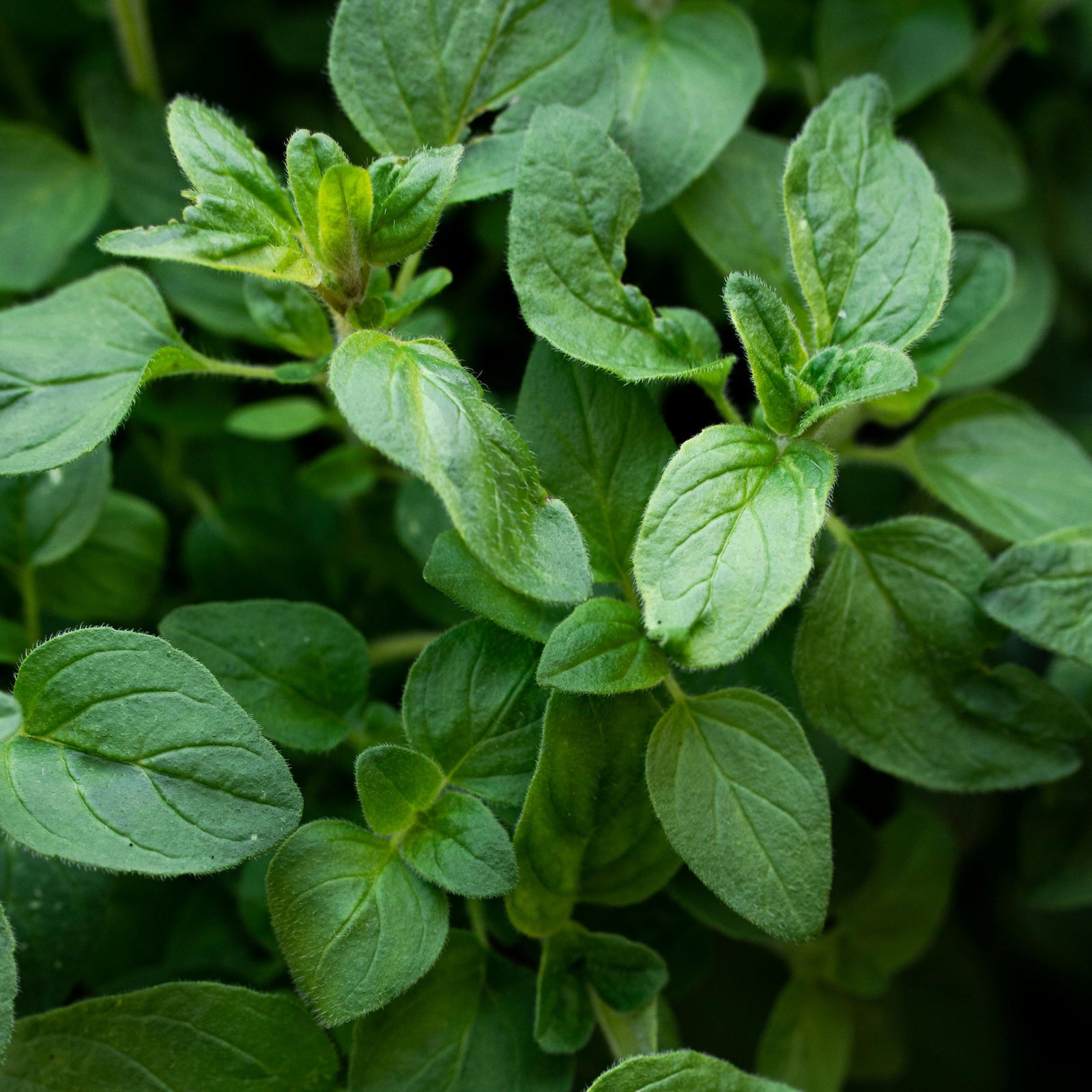 Oregano Plant Culinary Use