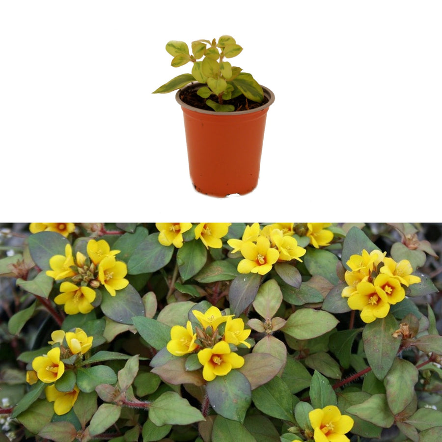 Lysimachia - 'Outback Sunset' - Trailing Variety Lysimachia - 'Outback Sunset' - Trailing Variety image1 1