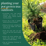 Nordmann Fir Pot Grown Christmas Tree A pot-grown Christmas tree being planted outdoors on grass, alongside written instructions for planting. The guide advises acclimatising indoors before moving outside, digging a hole before frost, loosening roots, backfilling with soil and mulch, and fertilising and pruning in spring. 7
