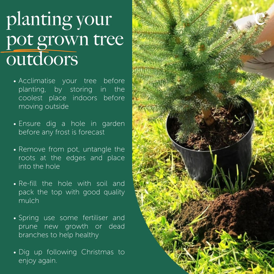 Nordmann Fir Pot Grown Christmas Tree A pot-grown Christmas tree being planted outdoors on grass, alongside written instructions for planting. The guide advises acclimatising indoors before moving outside, digging a hole before frost, loosening roots, backfilling with soil and mulch, and fertilising and pruning in spring. 7