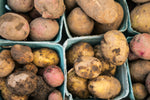 Seed Potato Mixed Varieties  5