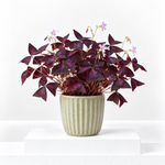 Oxalis False Shamrock Mix  2