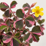 Oxalis Spiralis Crazy Pink  4
